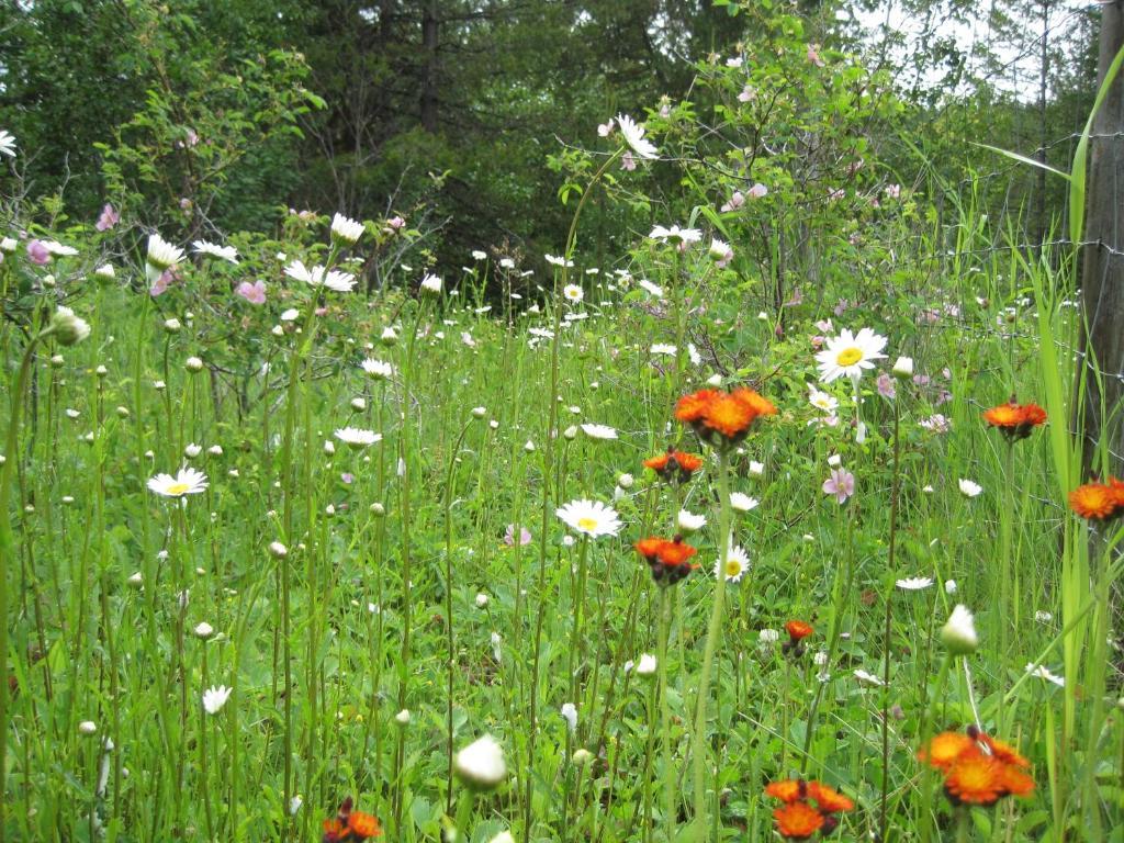 Wild Nature B&B Kelowna Esterno foto