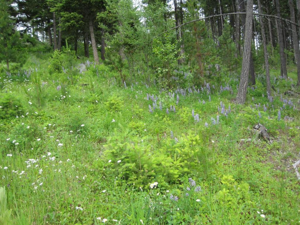 Wild Nature B&B Kelowna Esterno foto